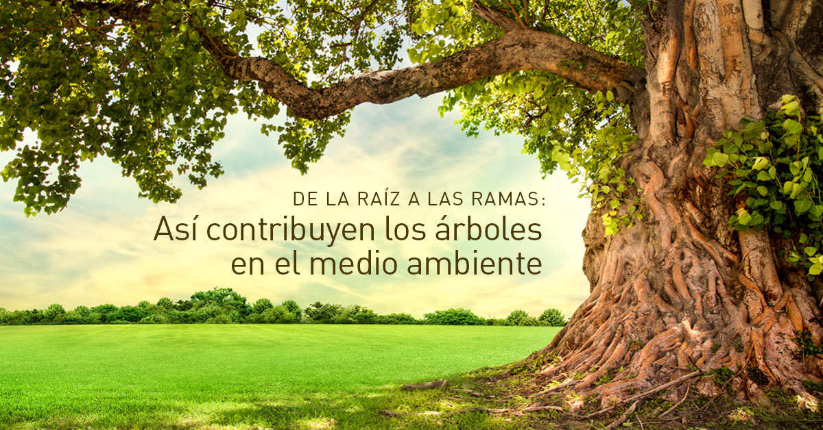 De la raíz a las ramas: así contribuyen los árboles al medio ambiente